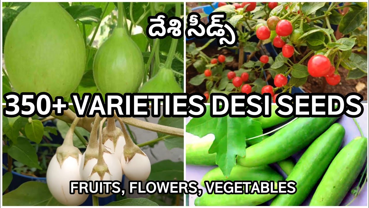 350 Varieties of Desi seeds | fruits flowers vegetables turmeric| English subtitles | Prema's Garden