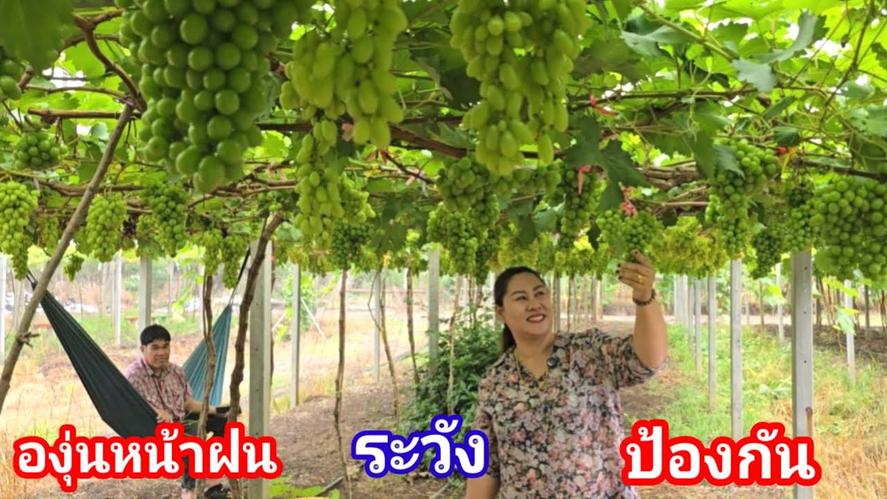 ปลูกองุ่นหน้าฝน หลายคนไม่รู้ เคล็ดลับของพี่ปุ้ย ไร่องุ่นเจริญทรัพย์วังน้ำเขียว