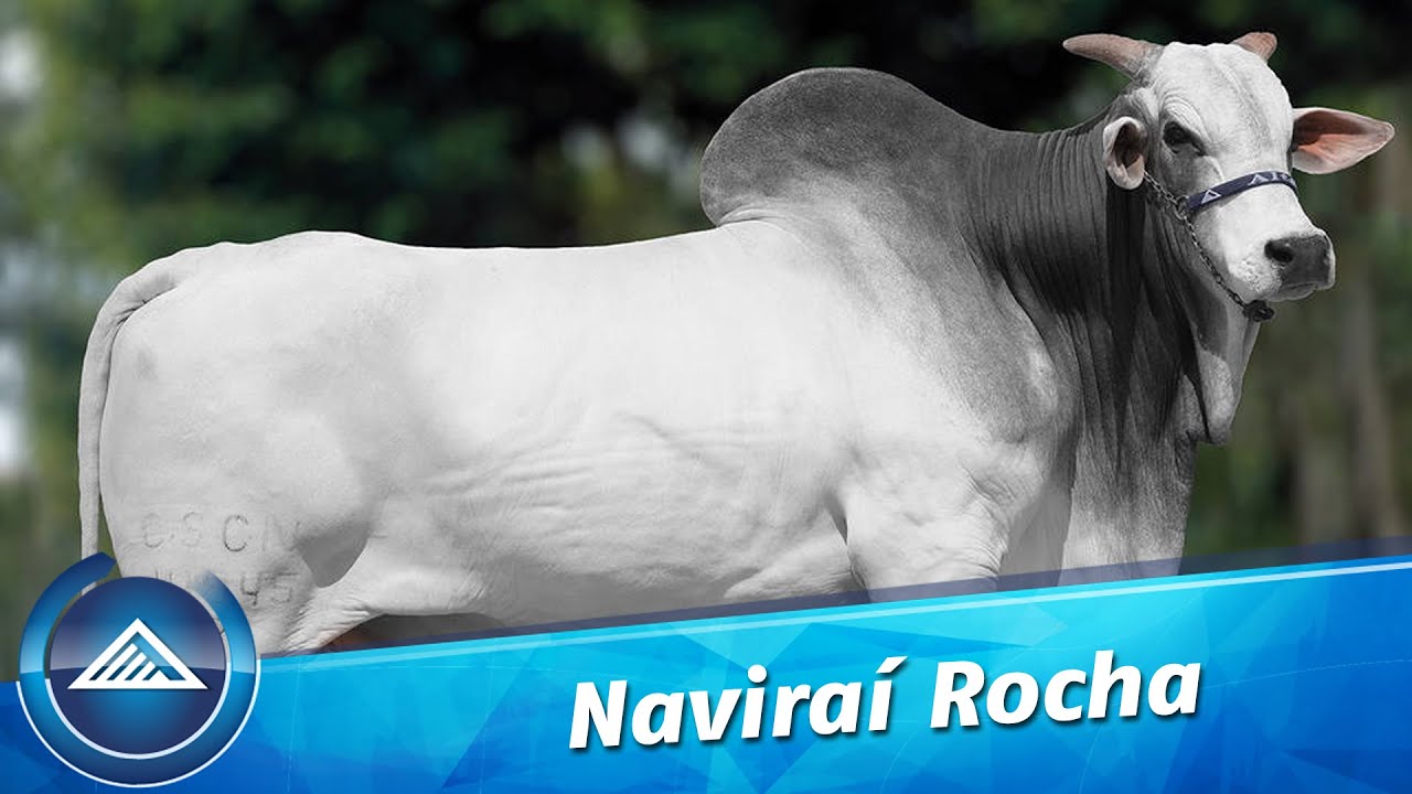 Naviraí Rocha