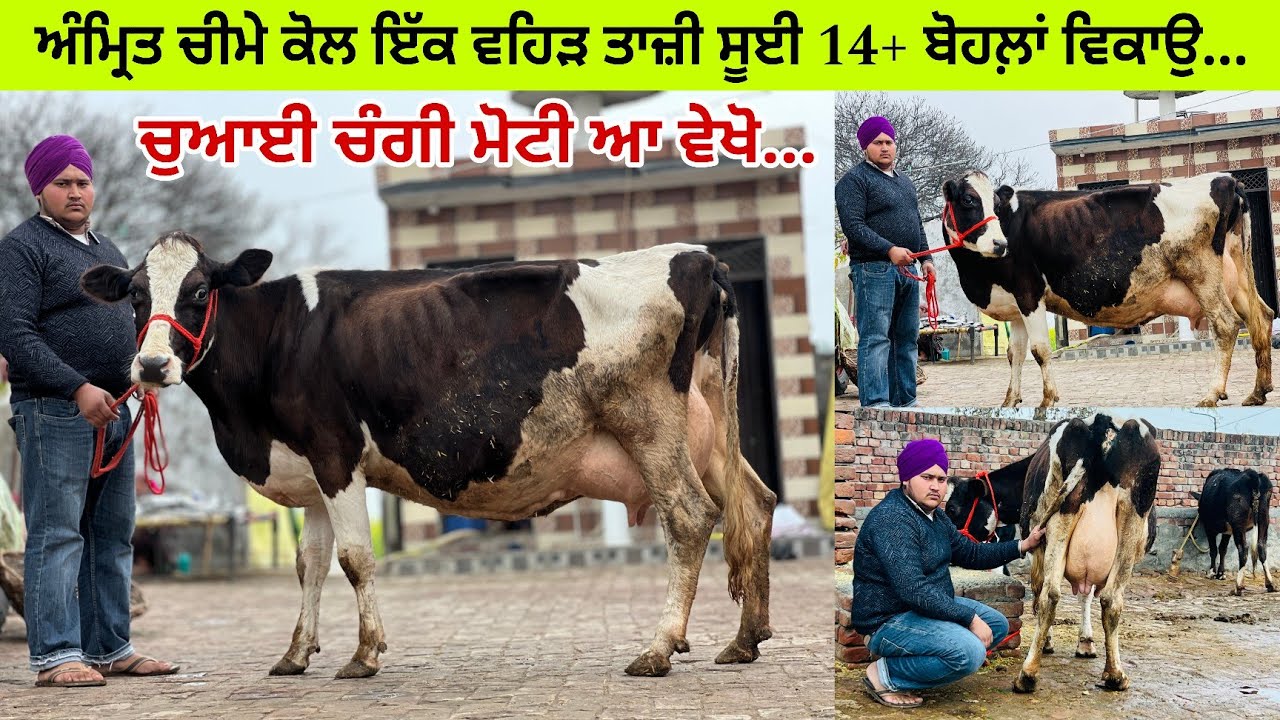 ਅਮਿ੍ਤ ਕੋਲ 1 ਵਹਿੜ ਤਾਜ਼ੀ ਸੂਈ ਵਿਕਾਊ 14 ਕਿੱਲੋ ਦੁੱਧ ਤਿਆਰ ਮੁੱਲ ਬਿਲਕੁਲ ਜਾਇਜ਼ ਪਿੰਡ ਚੀਮਾ ਪੱਟੀ (ਤਰਨਤਾਰਨ)