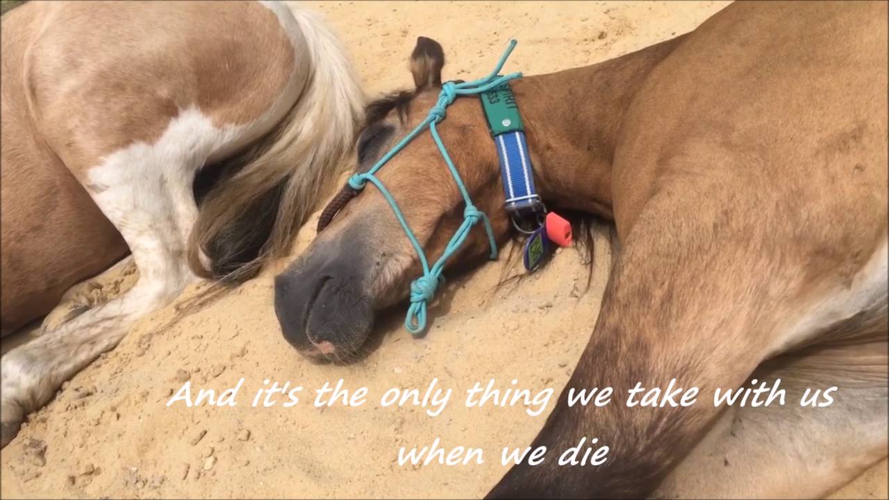 ponyparkcity Spirit