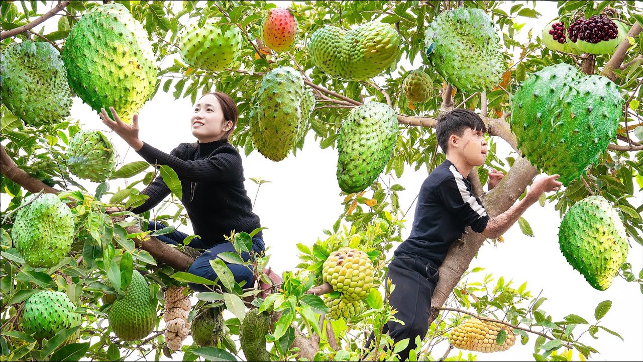 Harvesting Soursop - A Fruit with Many Thorns But Very Delicious to Eat Goes to the market sell