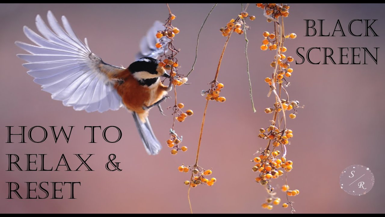 How To Relax & Reset | Relaxing Zen Music & Bird Sounds | Black Screen | ASMR & Chill Vibes