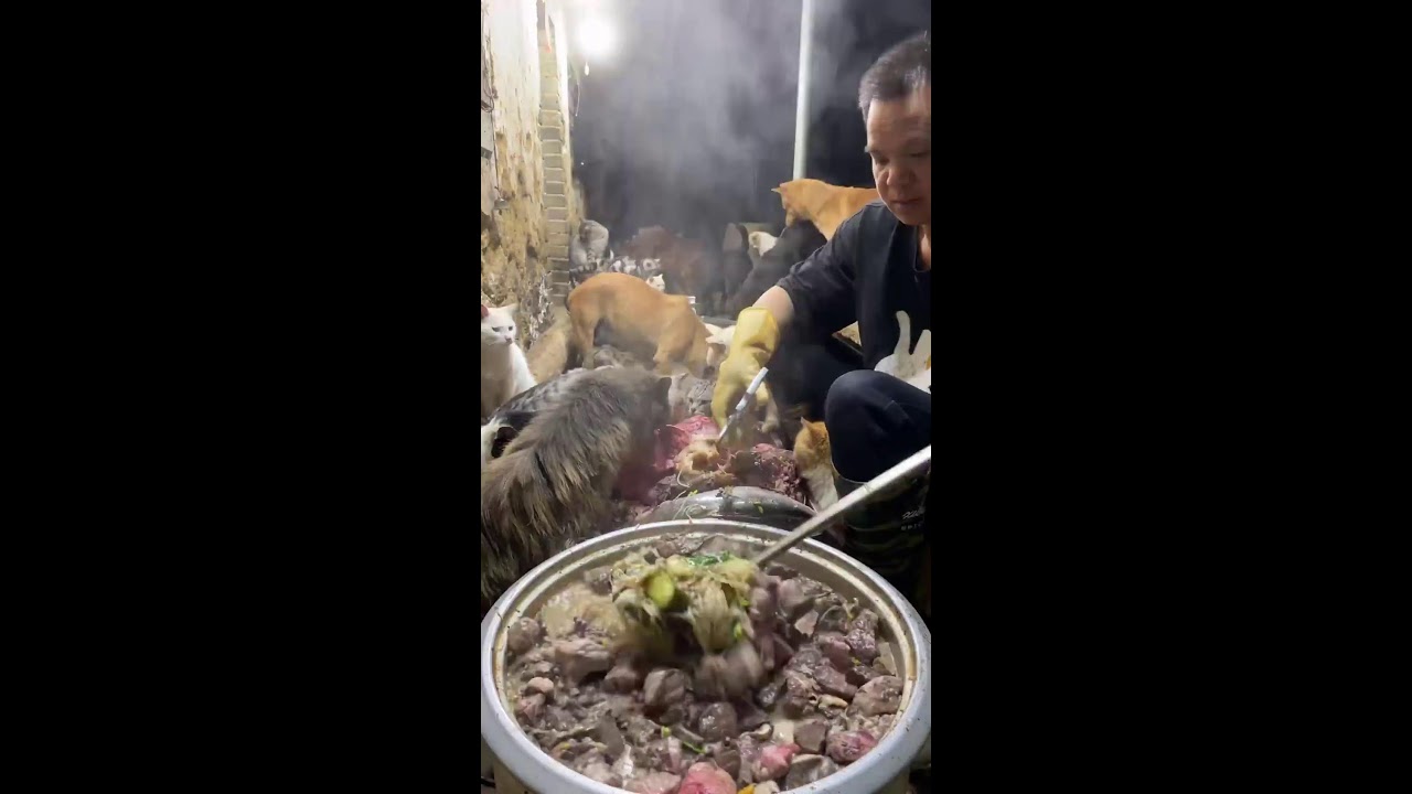 🔴 LIVE：🔥深夜治愈局！养狗日常直播|🔥Live: Daily Life with My Dog - Cute Moments Non-Stop