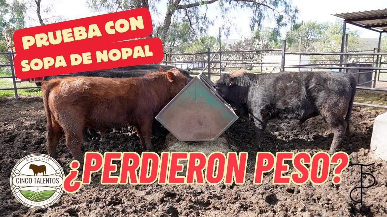 PROBAMOS LA SOPA DE NOPAL! | Rancho Cinco Talentos | Nopal Forrajero | Zacatecas