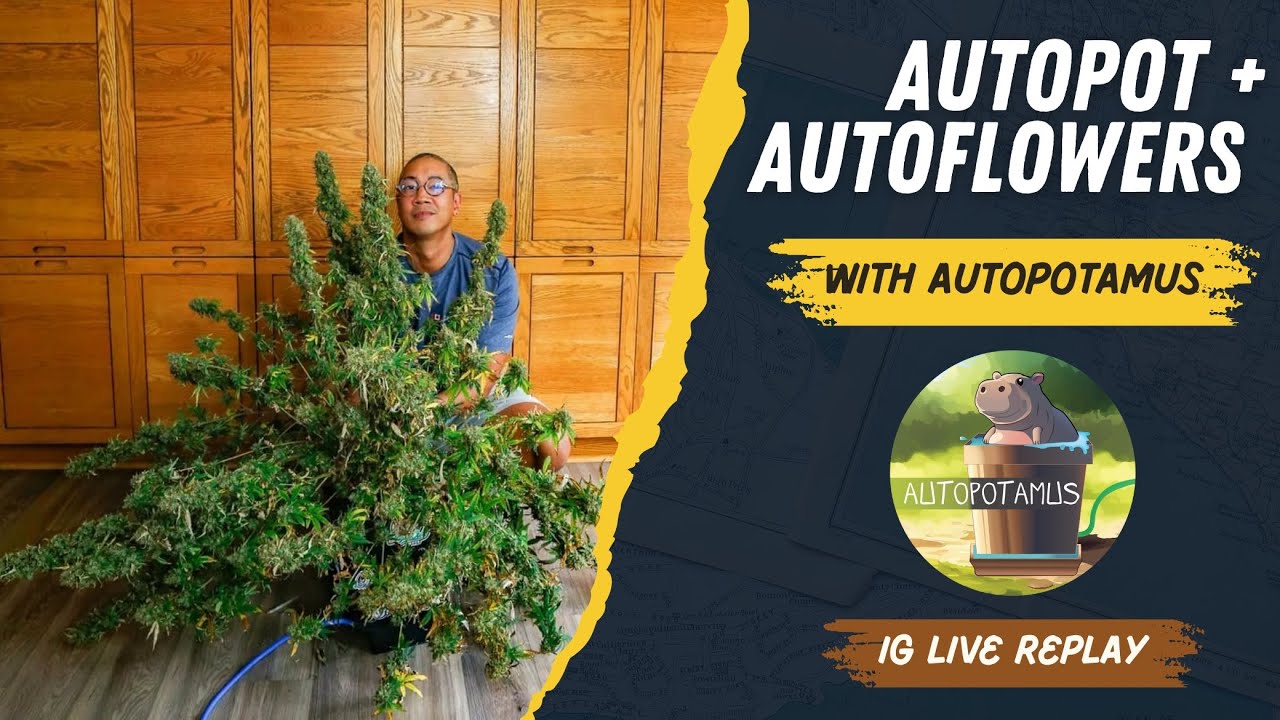 Autoflowers in AutoPots with Autopotamus (Again!)