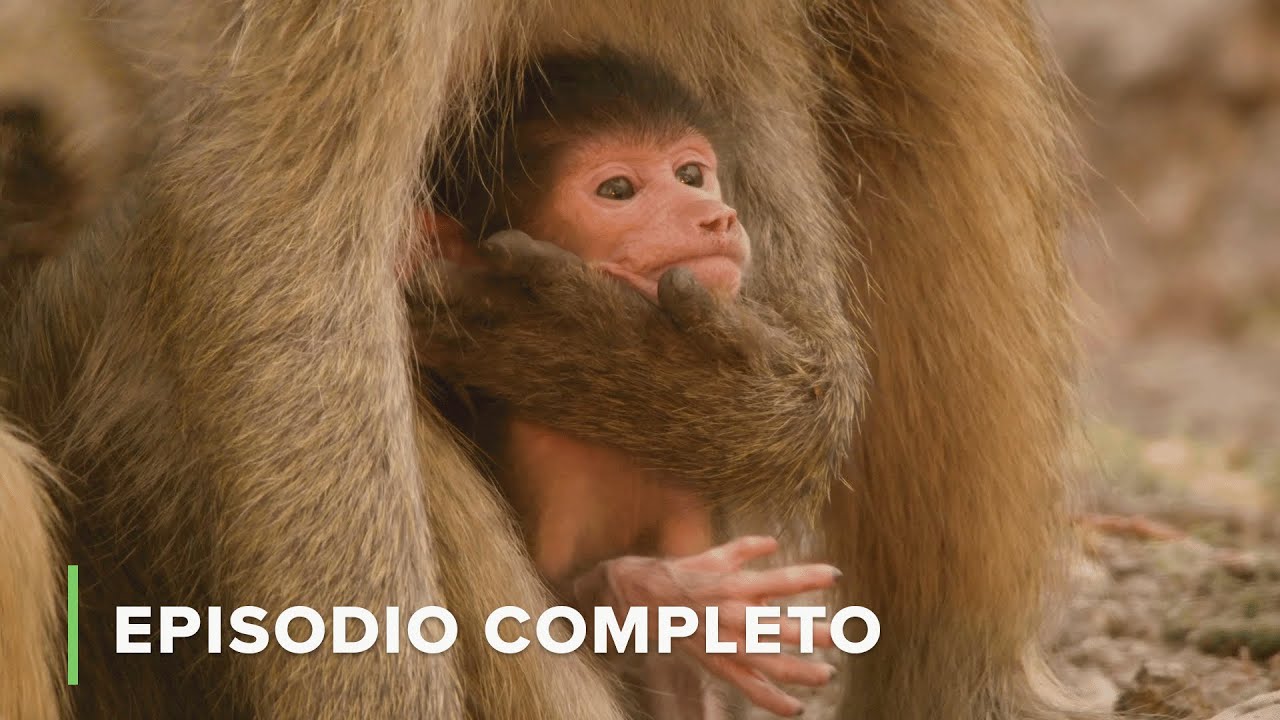 La Tropa Del Río 💧🐃 Cuentos de Zambia EP5 🍃 Love Nature