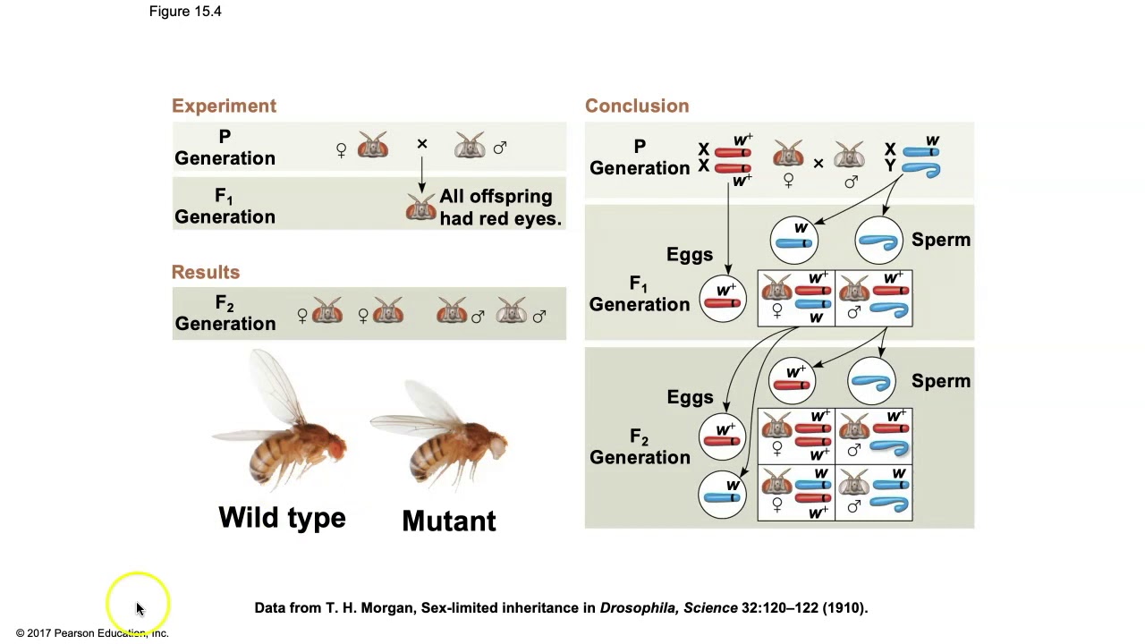 Biology Chapter 15 - The Chromosomal Basis of Inheritance
