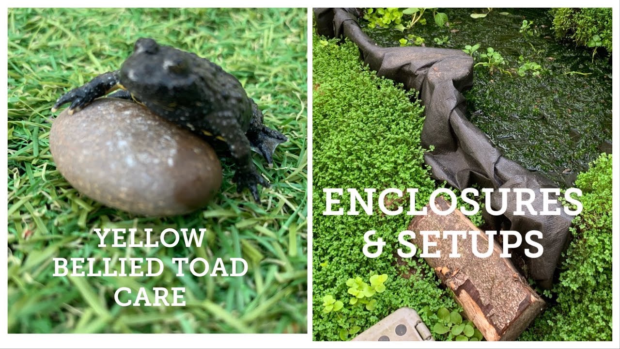 YELLOW BELLIED TOAD CARE & SETUPS ( Bombina Variegata )