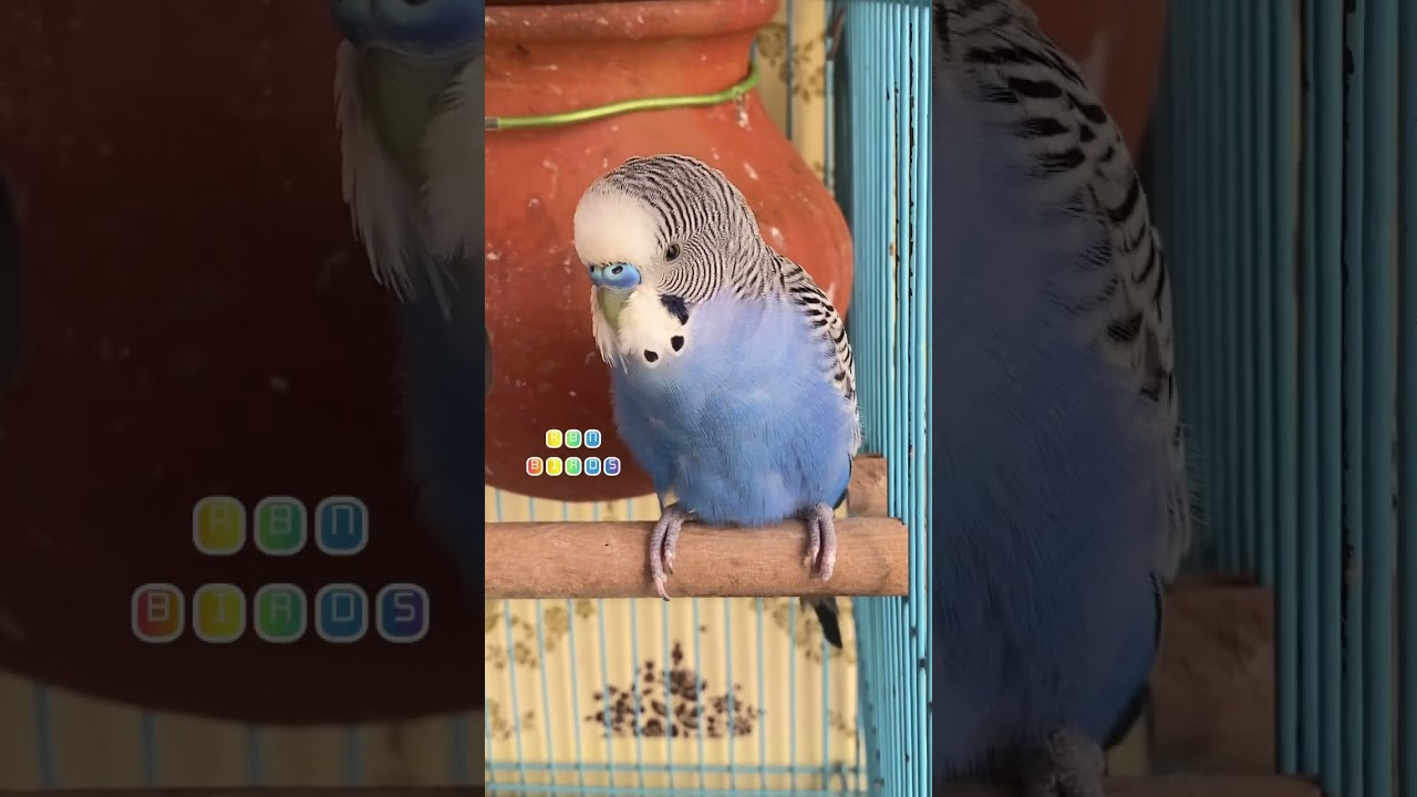 Happy budgie sounds #rbnbirds #budgies #parakeet #birds #parrot #pets #shorts