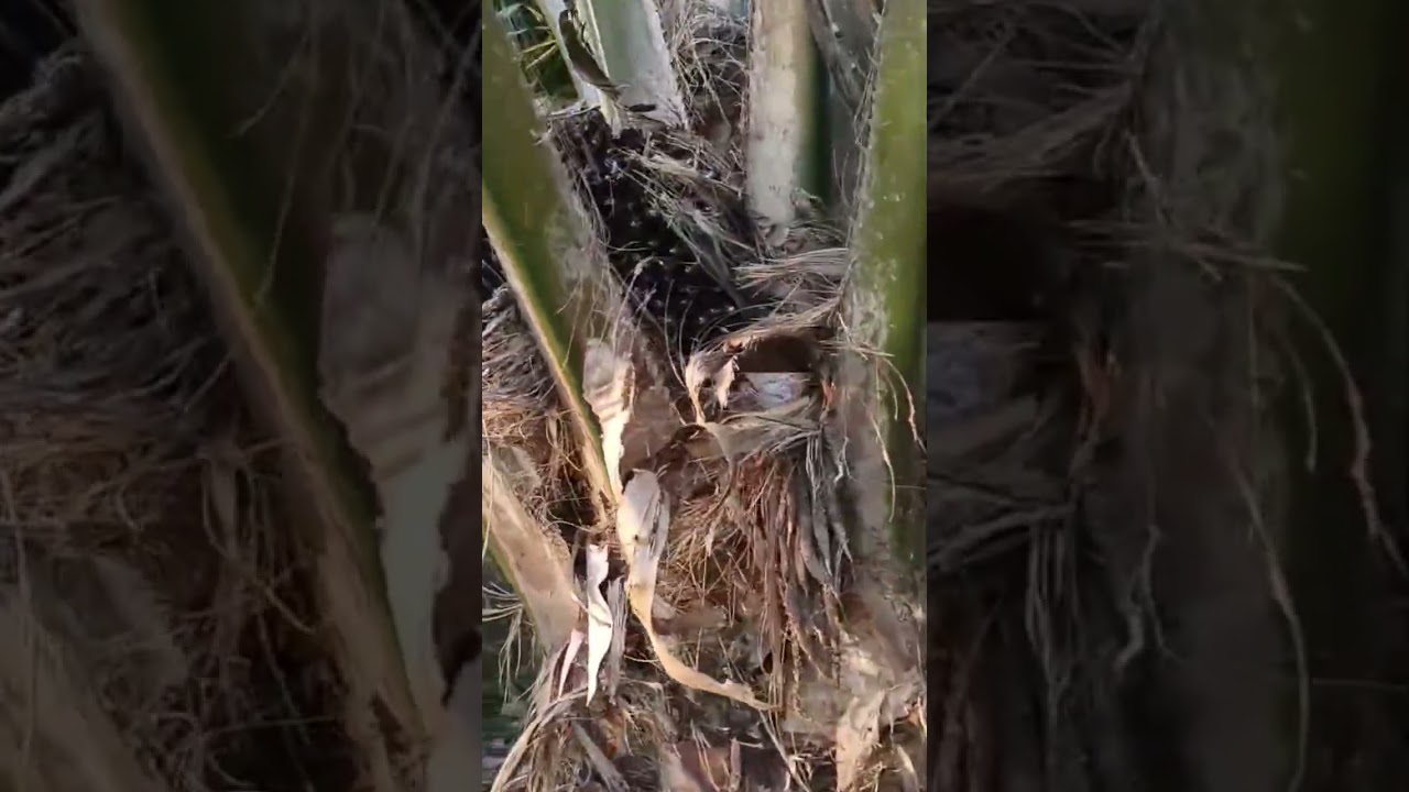bibit liar tapi buahnya gacor🔥 #petanimilenial  #petanisawit #petanimuda #pruning #fypシ゚viral