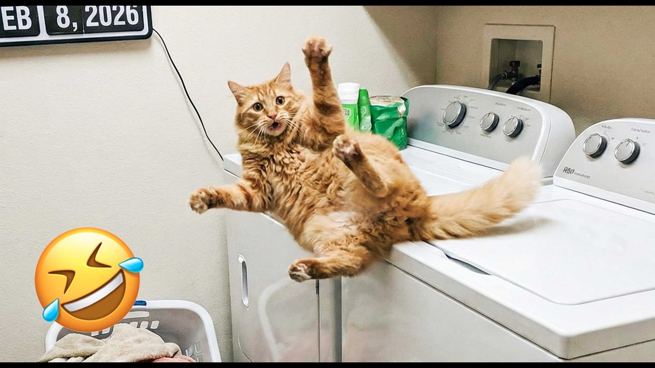 Ultimate Cat Fails 2026 Cat Jumps on Washing Machine Falls Down Miserably