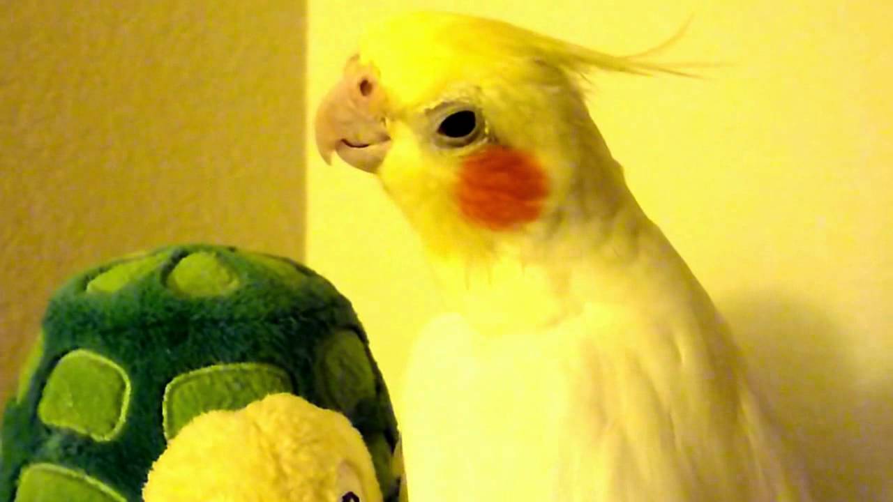 Cockatiel Serenades Turtle (Andy Griffith Theme Song)
