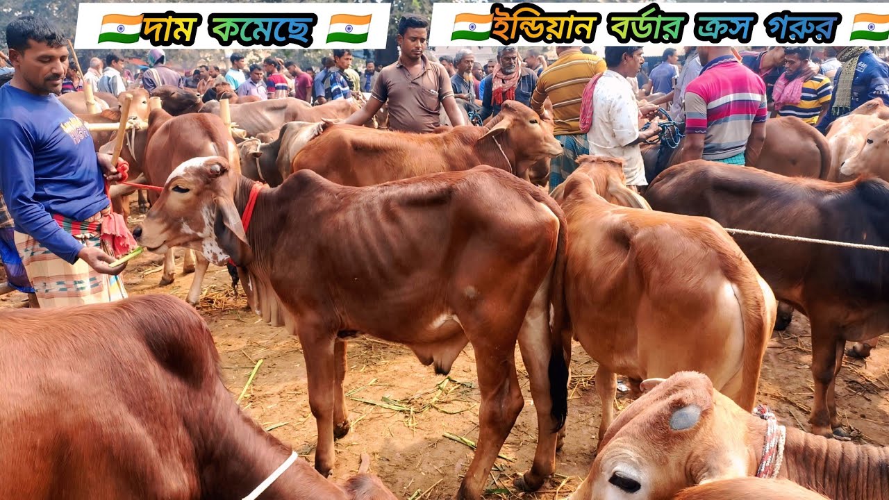 ০৩/০৩/২৫/ ইন্ডিয়ান বর্ডার ক্রস খামার উপযোগী শাহীওয়াল, গীর জাতের ষাঁড় গরুর দাম জয়পুরহাট নতুন হাট #cow