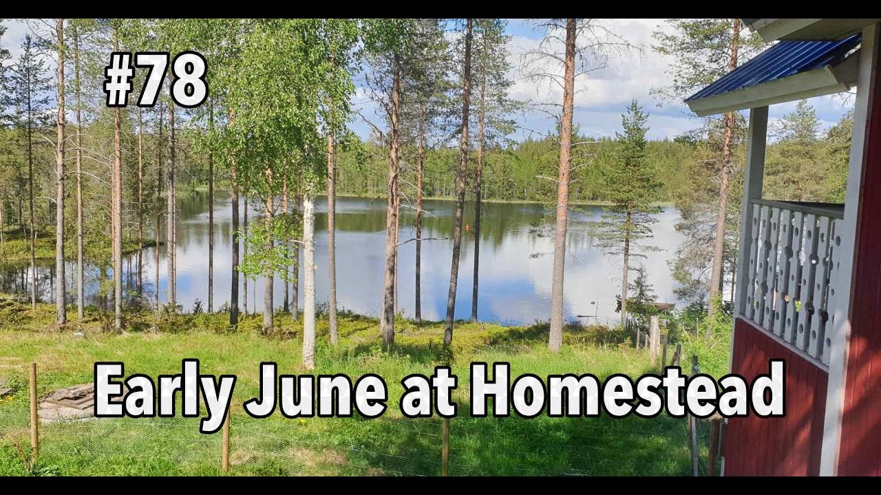Early June at our Finnish Homestead