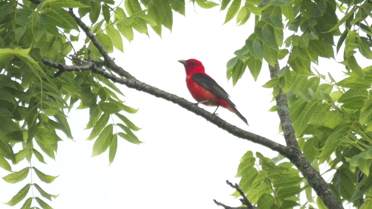 Scarlet Tanager
