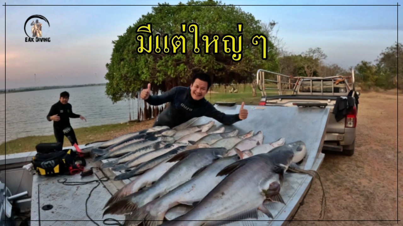 ดำน้ำยิงปลาใต้กระชัง วันนี้มีแต่ของใหญ่