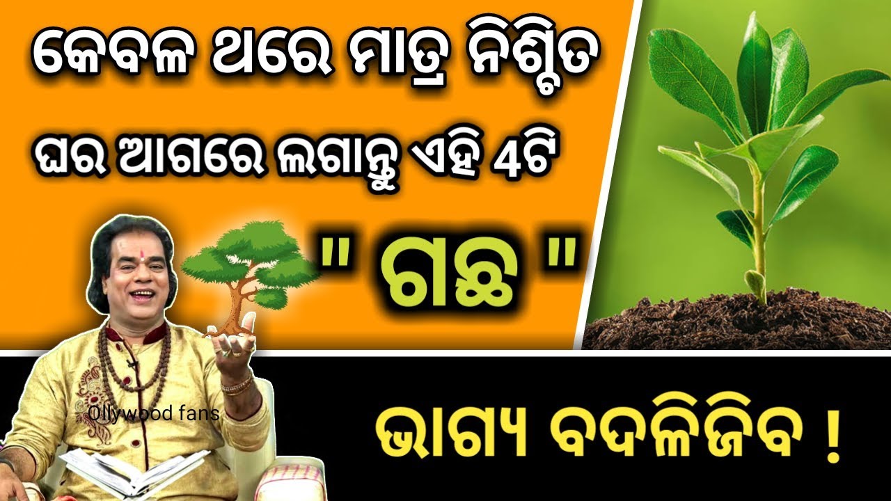 ଘରେ ଲଗାନ୍ତୁ - ଏହି ଚମତ୍କାରି 4ଟି ଗଛ | ଆପଣଙ୍କର ଭାଗ୍ୟ ବଦଳିଯିବ | ଜଲଦି ଦେଖନ୍ତୁ | Odia bayagita 2019