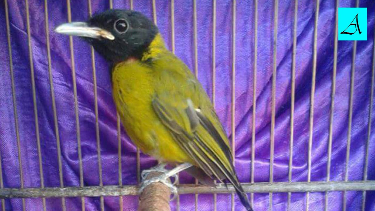Cara Memancing Burung Samyong  yang malaes bunyi agar racin gacor dan ngplong