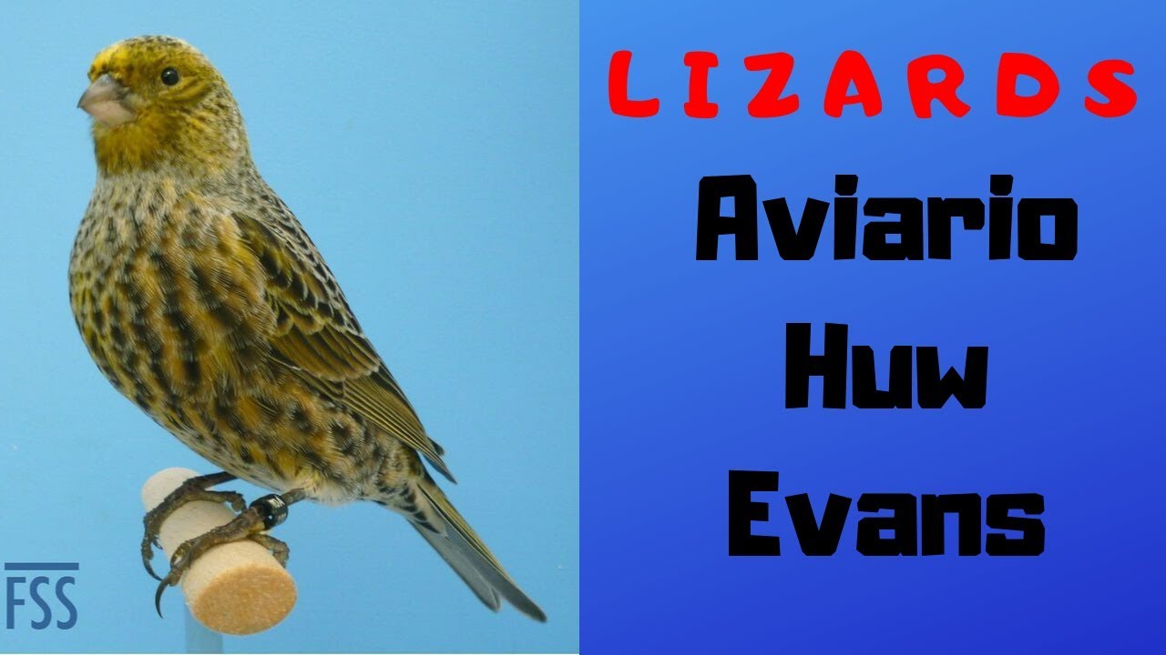 LIZARDS, AVIARIO HUW EVANS 1ª PARTE