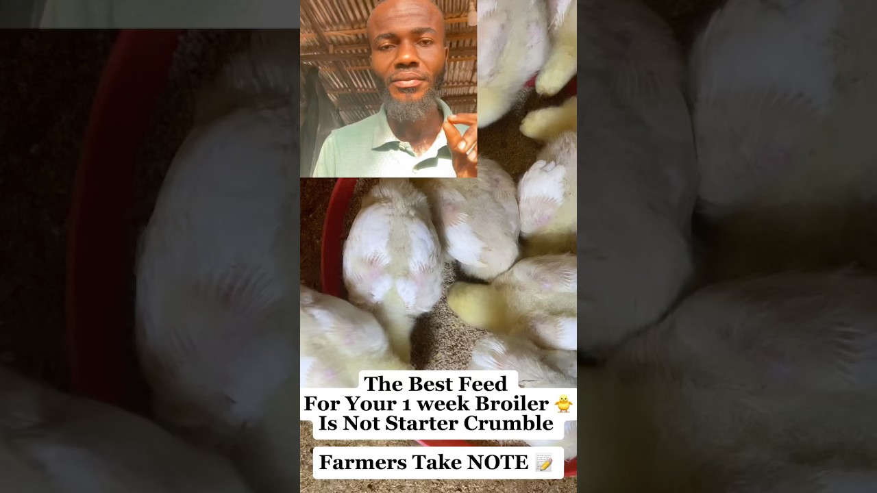 Best Feed for Your One-Week-Old Broiler #fowlfiestaacademy #youtubeshorts #poultrytips