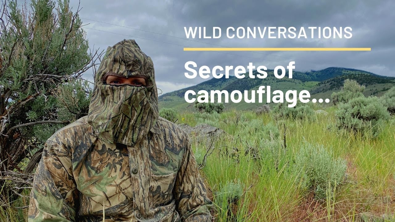 Secrets of Camouflage! Wild Conversations Ep 11