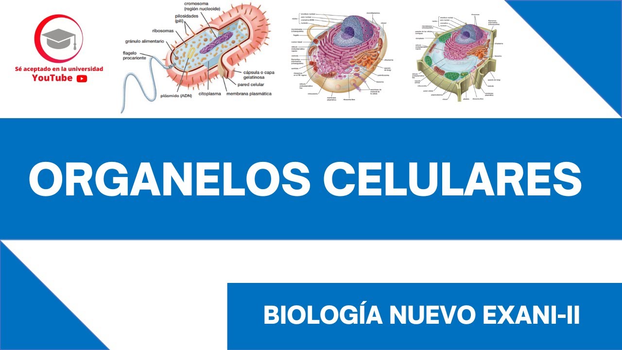 ORGANELOS CELULARES | BIOLOGÍA | EXANI-II