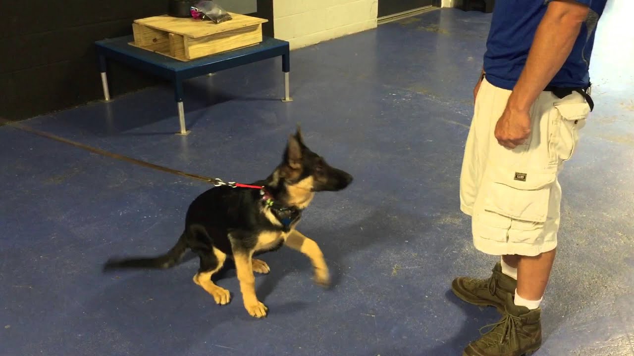How to stop a puppy or dog from jumping