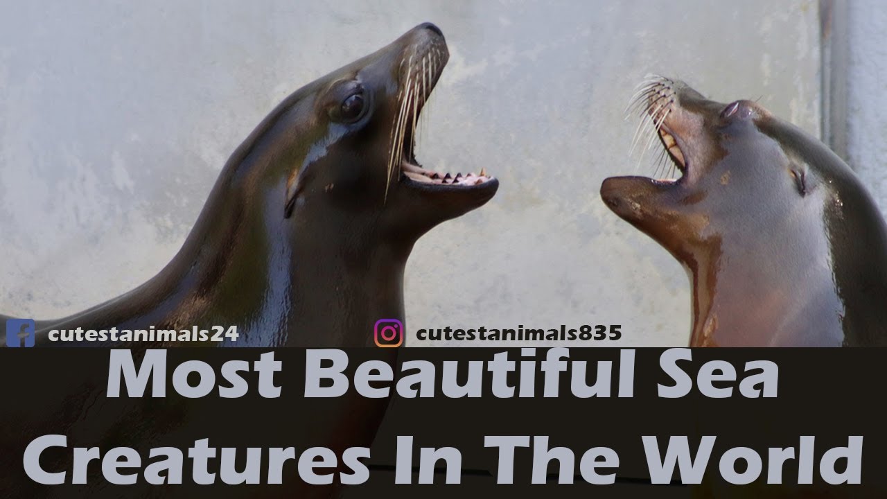 Most Beautiful Sea Creatures In The World