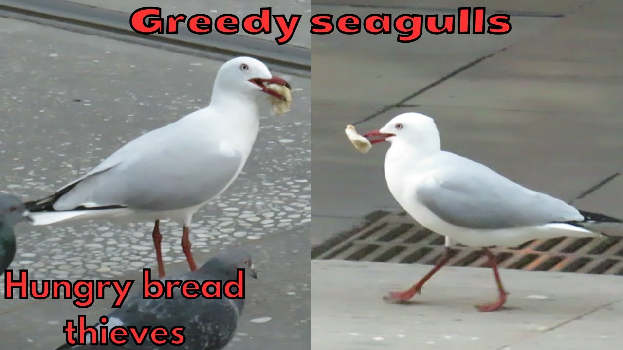 Greedy seagulls swallowing pieces of bread whole - Thieves in the city