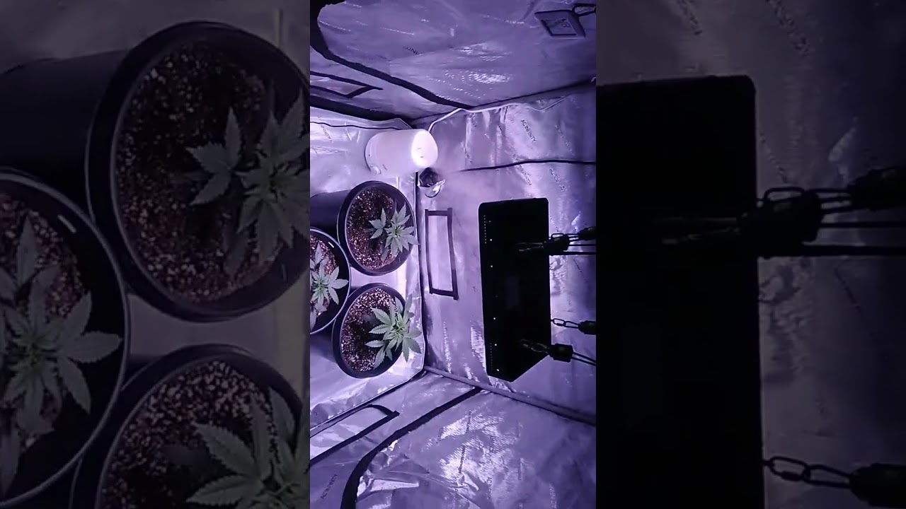 #myacgrow