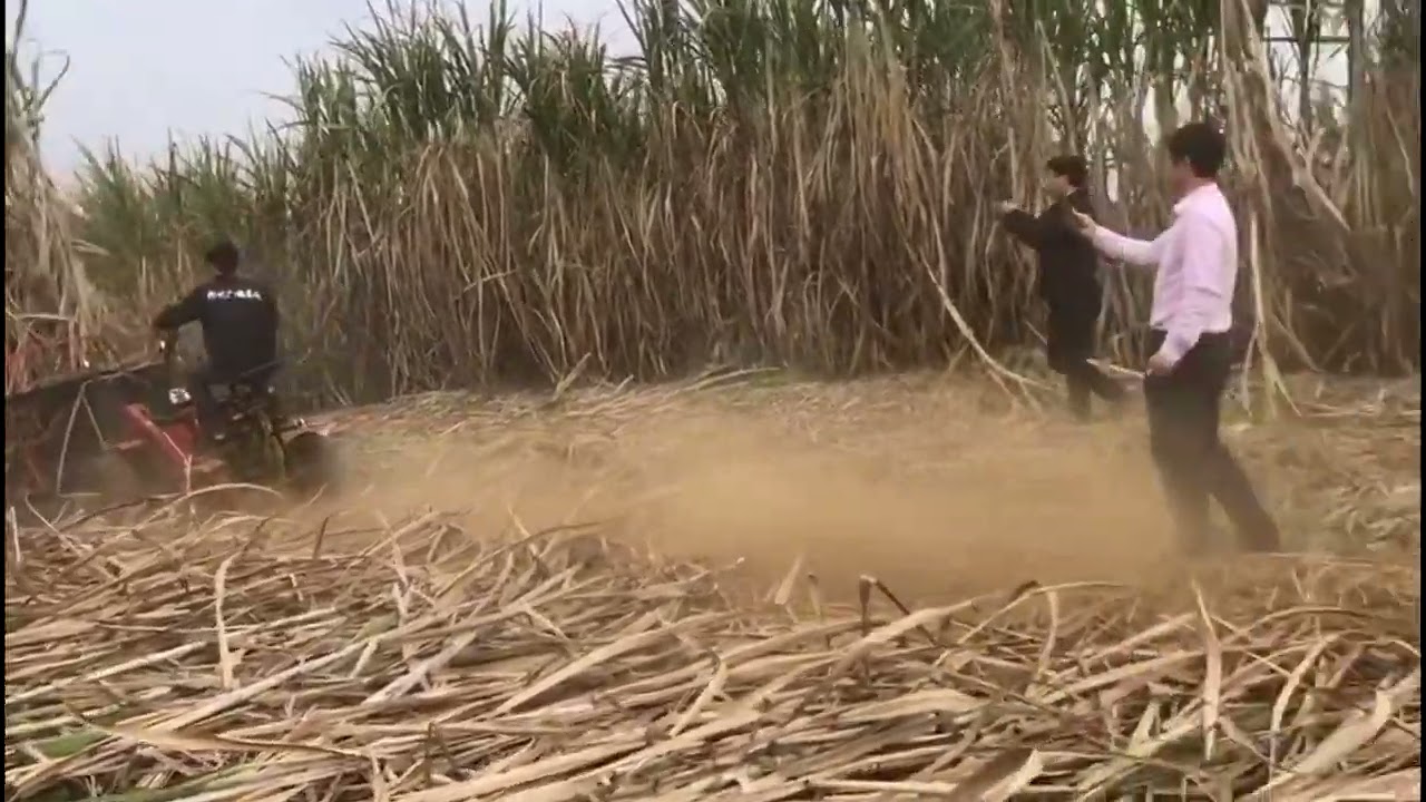 Anon agricultural sugarcane harvester machine!  Contact us!!