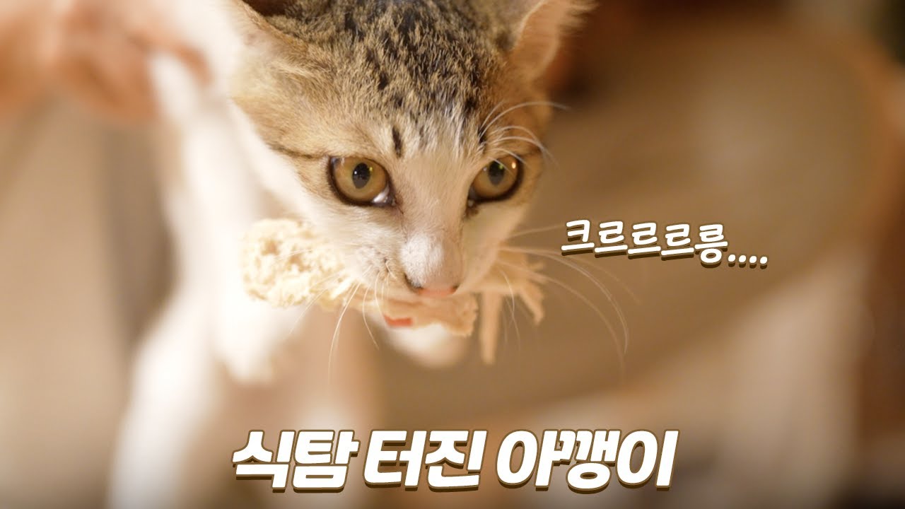 고기 맛을 본 새끼고양이가 으르렁대고 난리 났어요 | 옆집 루루 형아 닮아가기