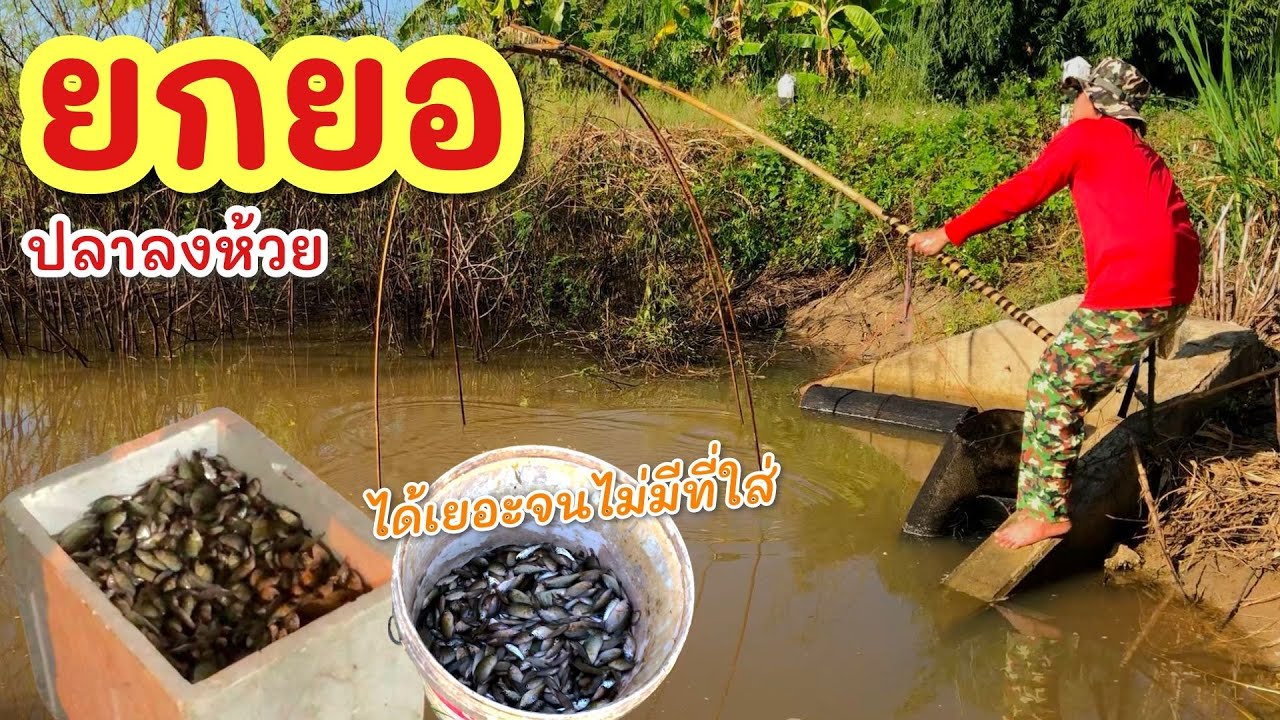 ยกยอ ปลาลง ►Fishing lifestyle Ep.856