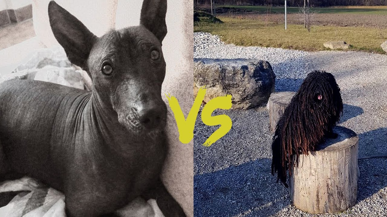 Dog Puli meeting Xoloitzcuintli Dog - Top 10 most exotic dogs in the world Part 1