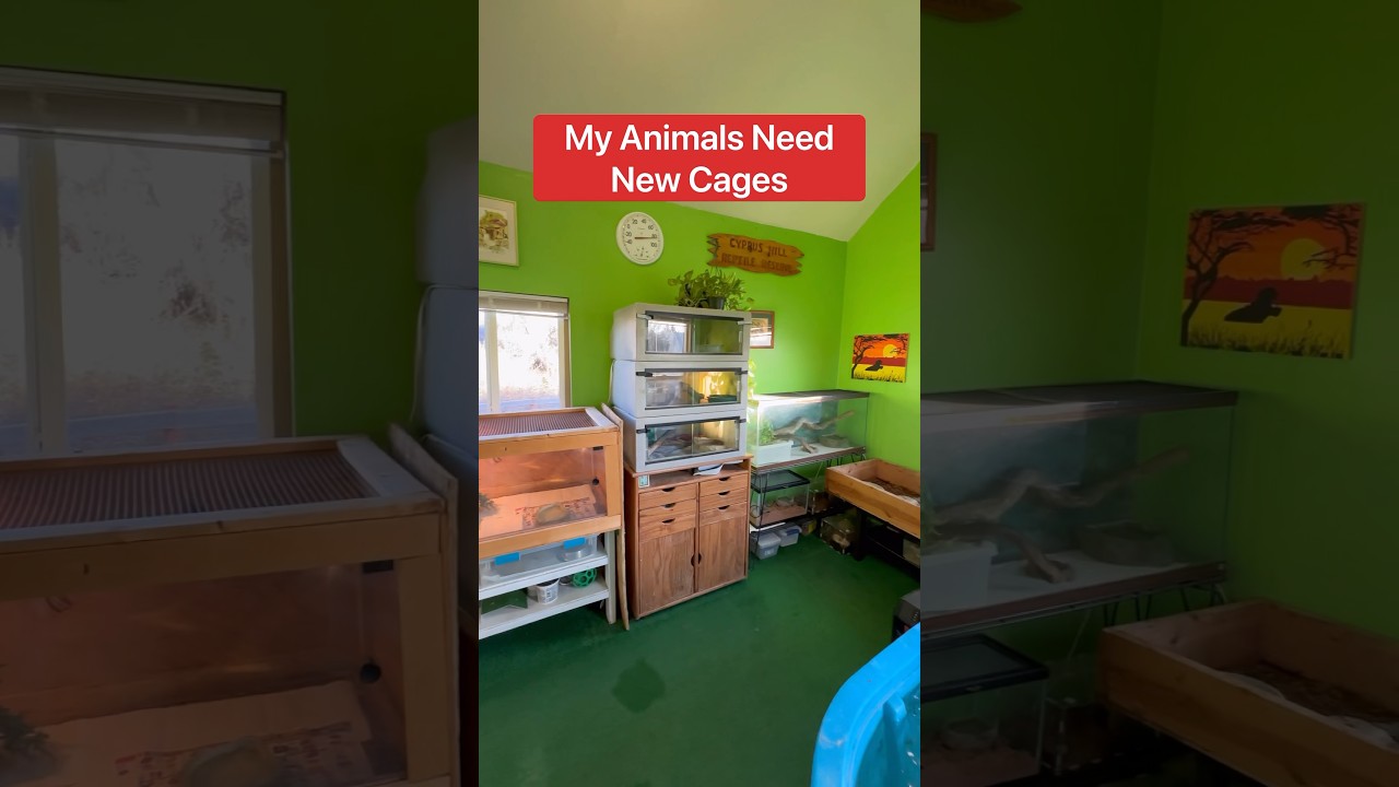 My Animals Need New Cages!!! 😱🦎🐢🐍#shorts #cages