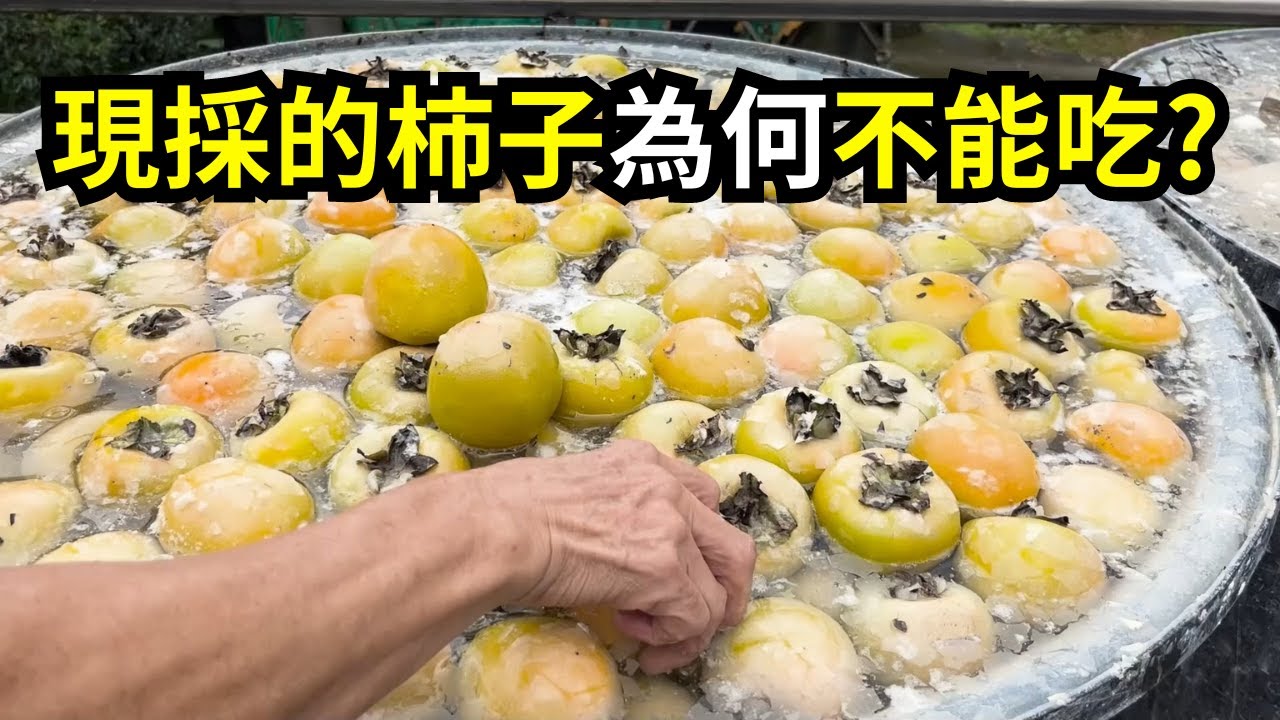 現採的柿子為什麼不能吃呢?要做什麼處理?採柿子過程知識分享 | 阿星種植