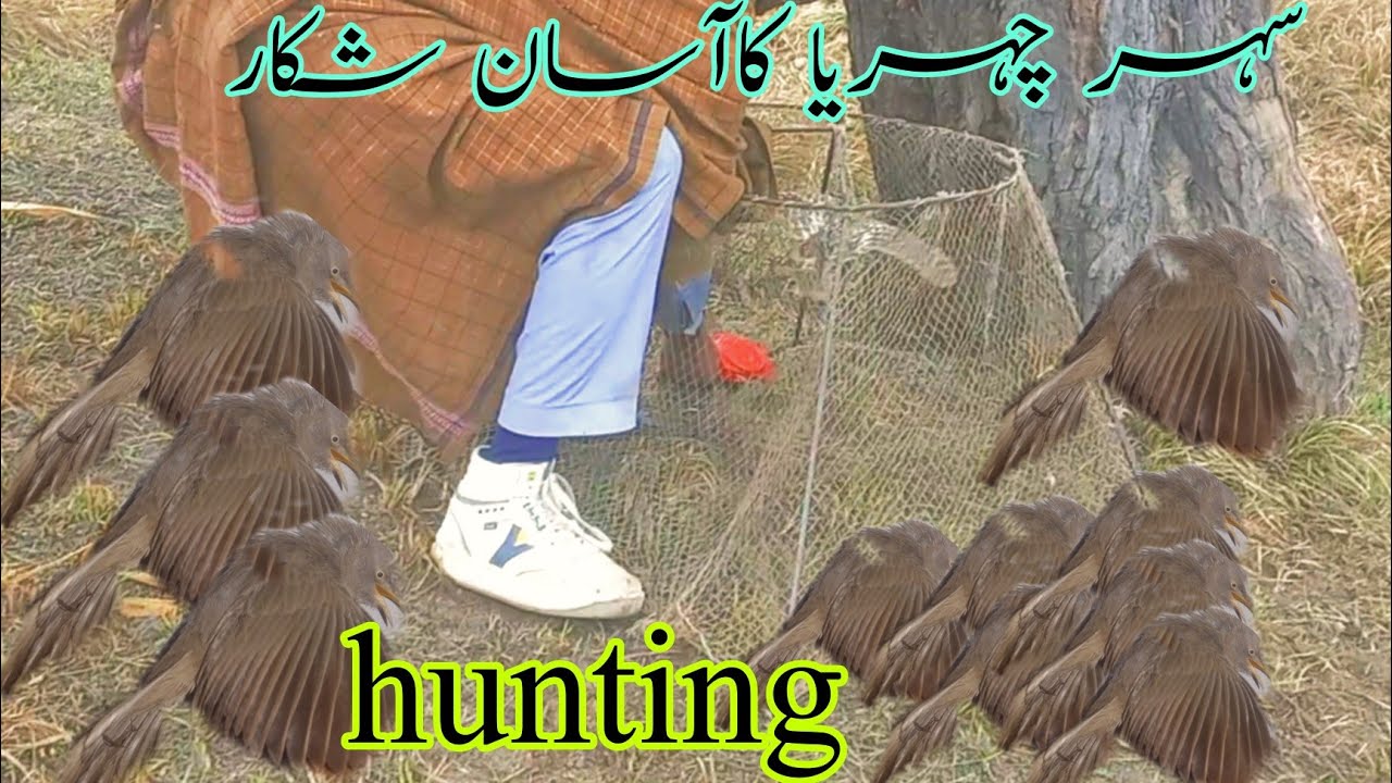 babbler birds ki hunting vip hunting