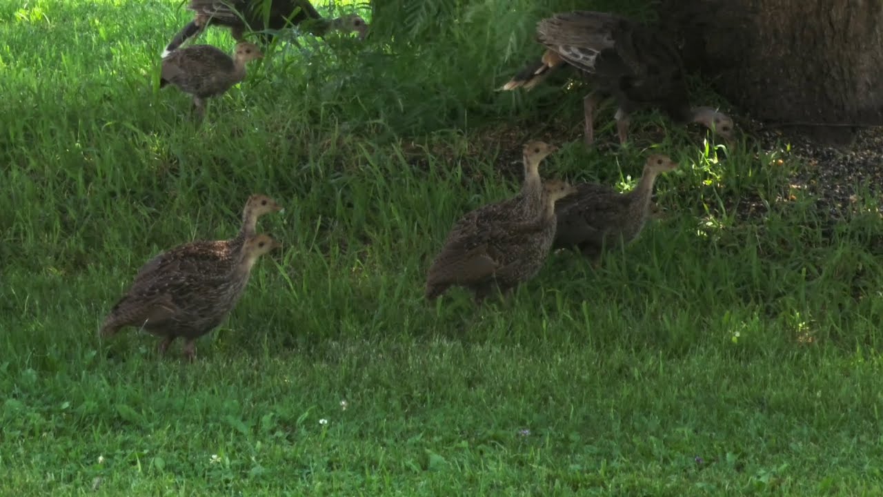 Bearded Hen, Poults & Baby Turkeys 