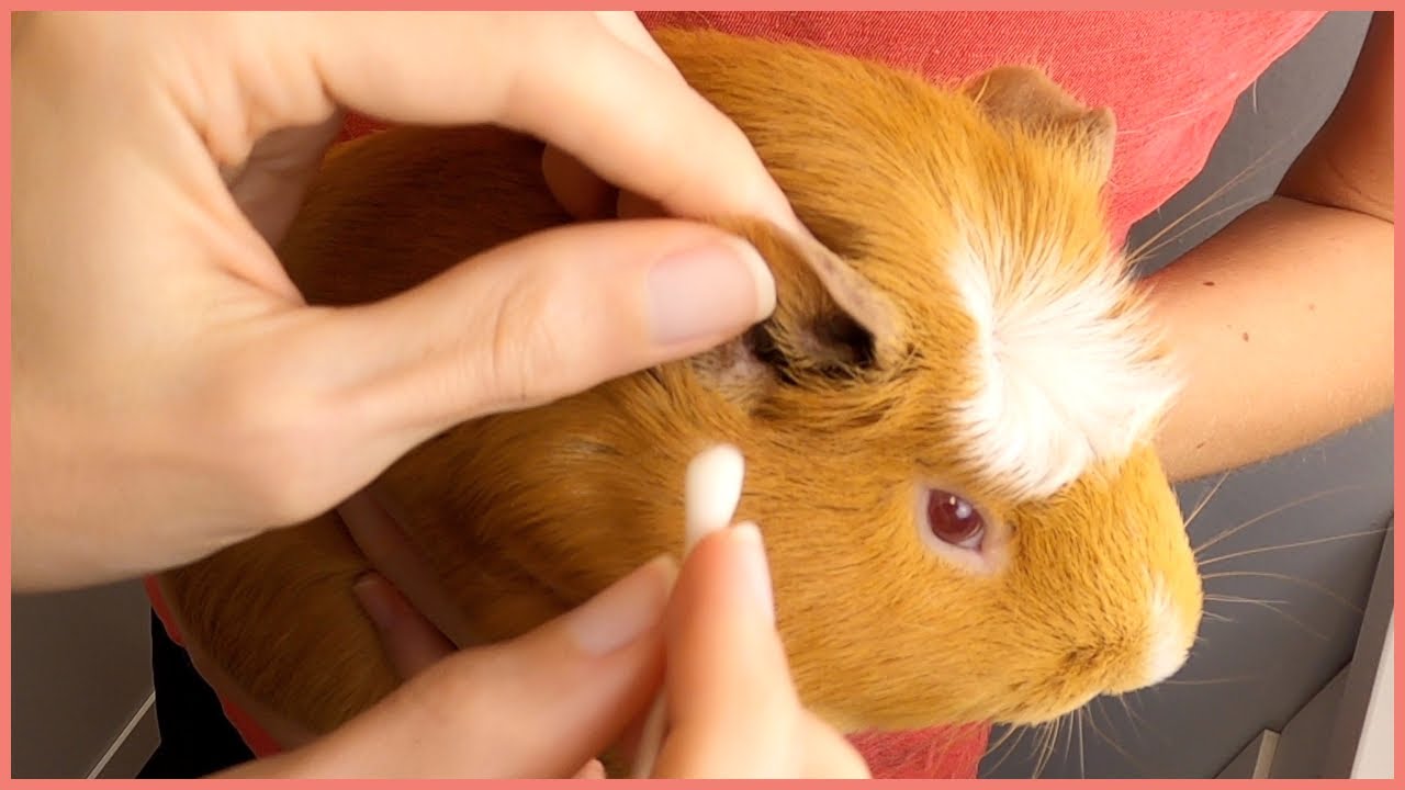 Guinea pig ear cleaning