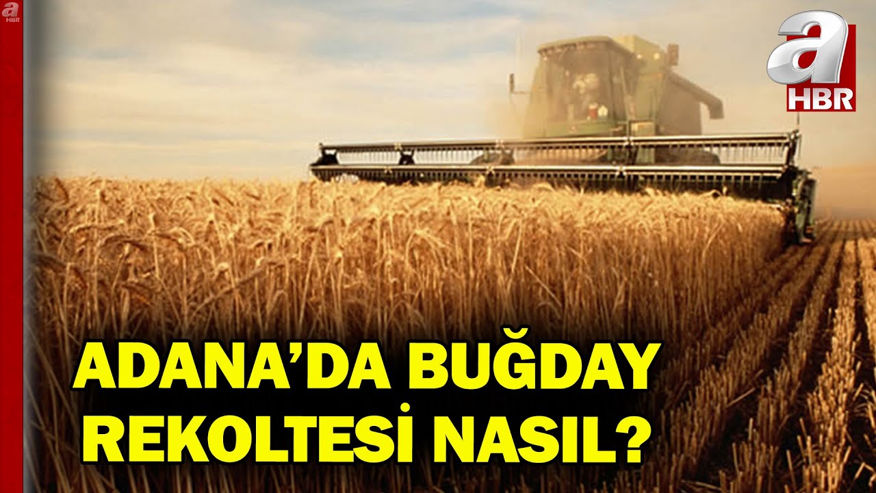 Adana'da Ekmeklik Buğdayda Hasat Devam Ediyor! Buğday Ve Arpada Verim Kaybı Var Mı?  | A Haber