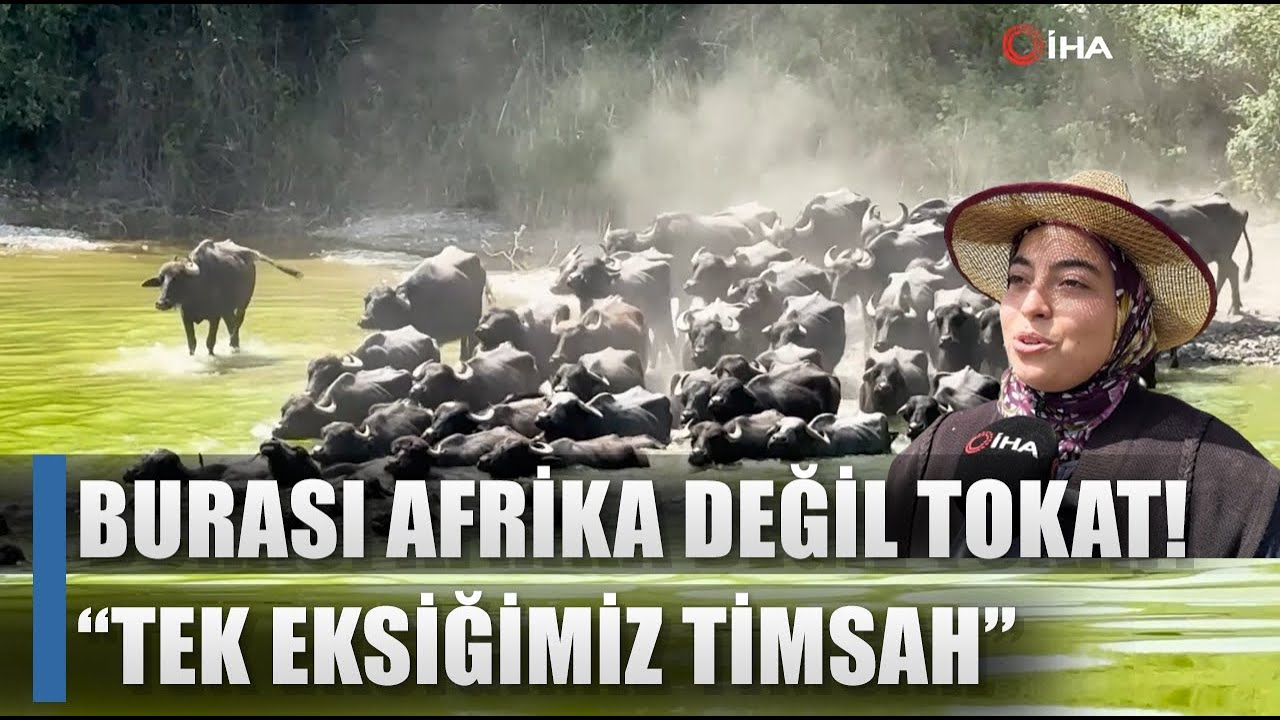 Burası Afrika Değil Tokat! Çoban Melike Manda Sürüsünü Böyle Serinletti / AGRO TV HABER