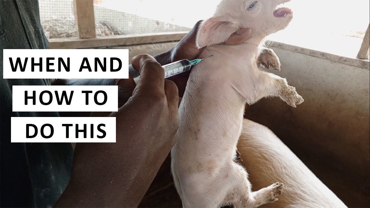 Injecting Iron in Piglets (How)