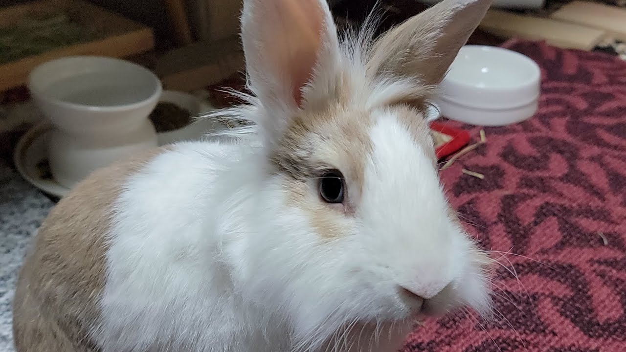 The longest bath of fluffy bunny mofu! #mofu #bunny #rabbit #cute #viralvideo #うさぎ #かわいい #可愛い #ふわふわ 