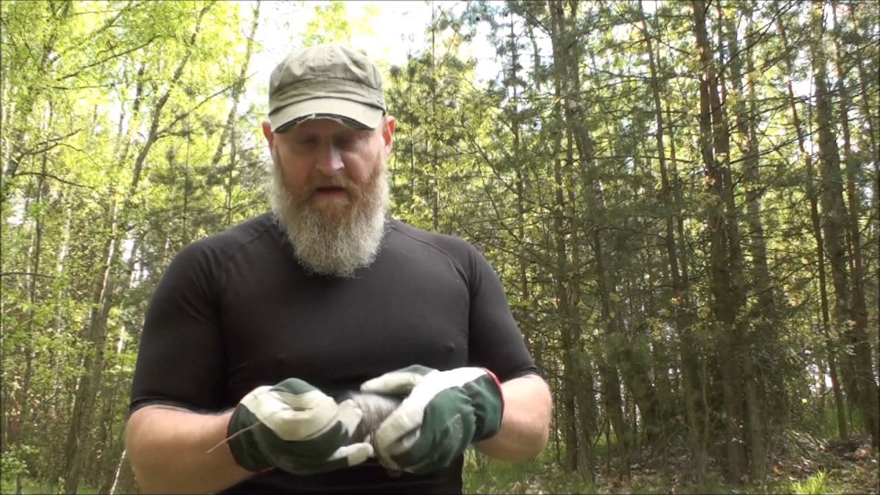 Traperski tr&oacute;jn&oacute;g / Camping Tripod - gotowanie w terenie