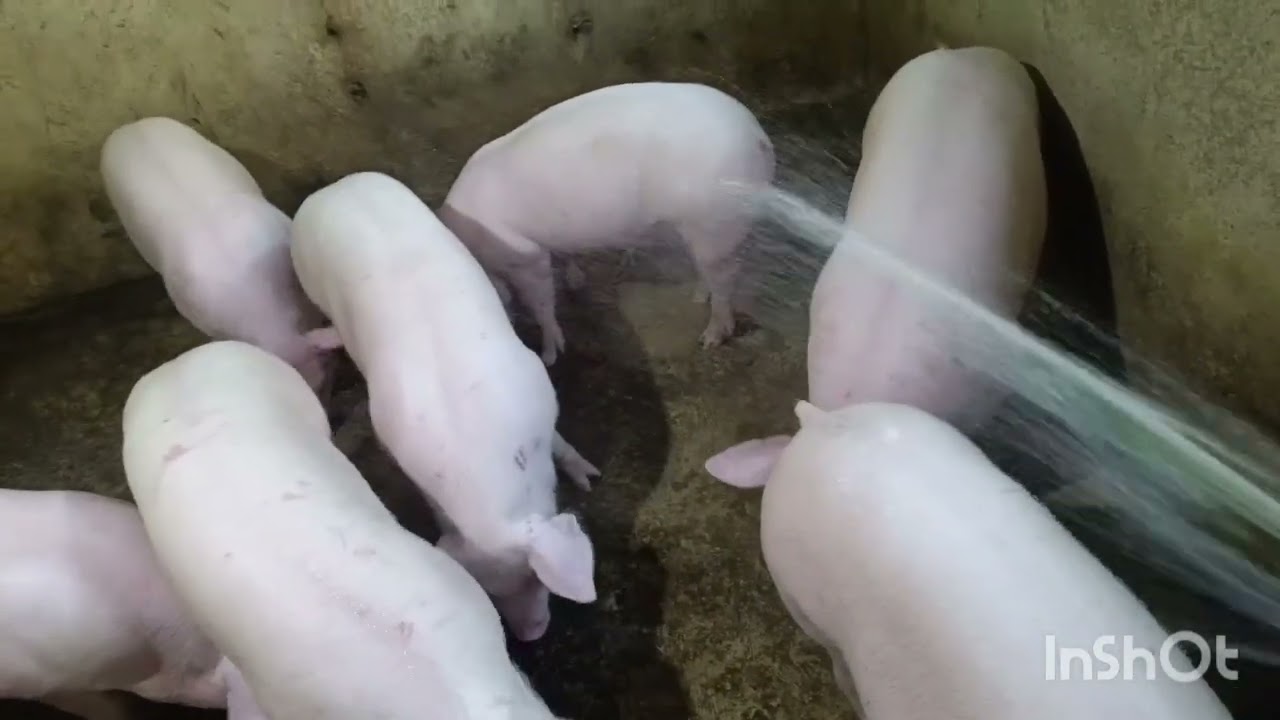 It' shower time mga piggy..