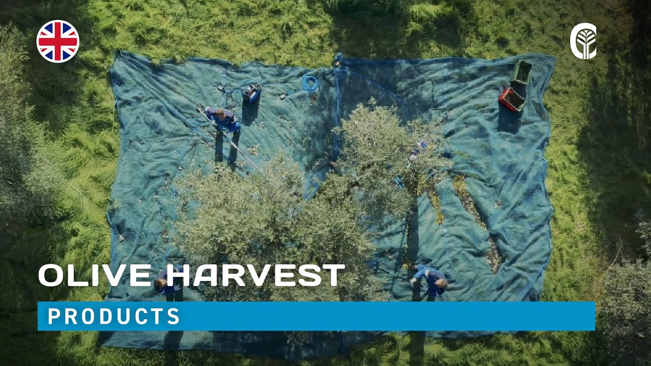 🇬🇧 Products presentation: CAMPAGNOLA - olive harvest