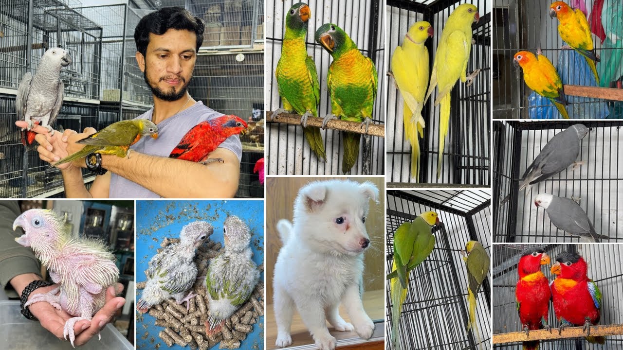 Birds Market Multan 14 February 2026 |Madni Birds Shop | Malik Danish | Handtamed Parrot Shop |