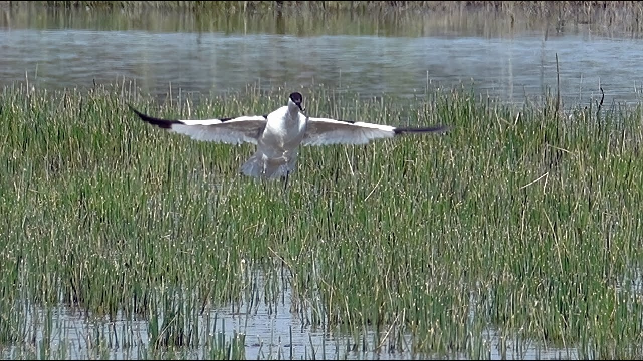 Bird Watching,Hungary,Easy Birding,Part 3,Hortobágy National Park and in search of the great bustard