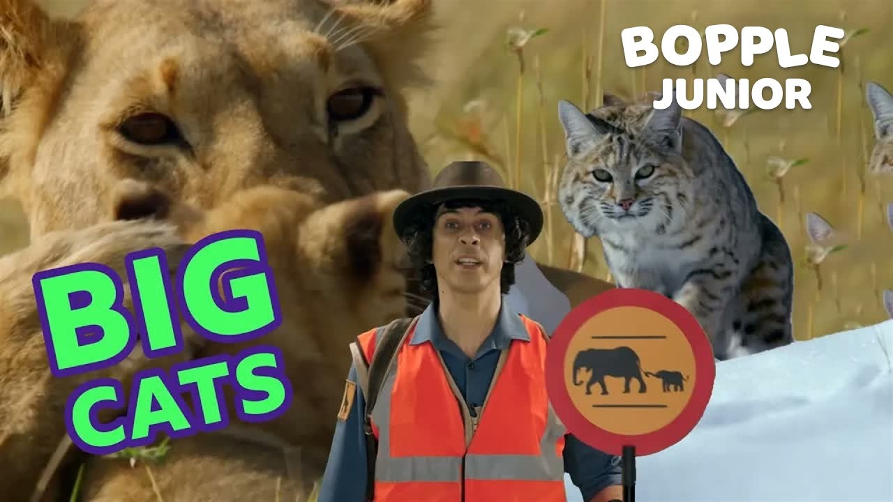 Learn About Big Animals: Elephants, Lions & More! | Andy's Adventures | BBC Kids